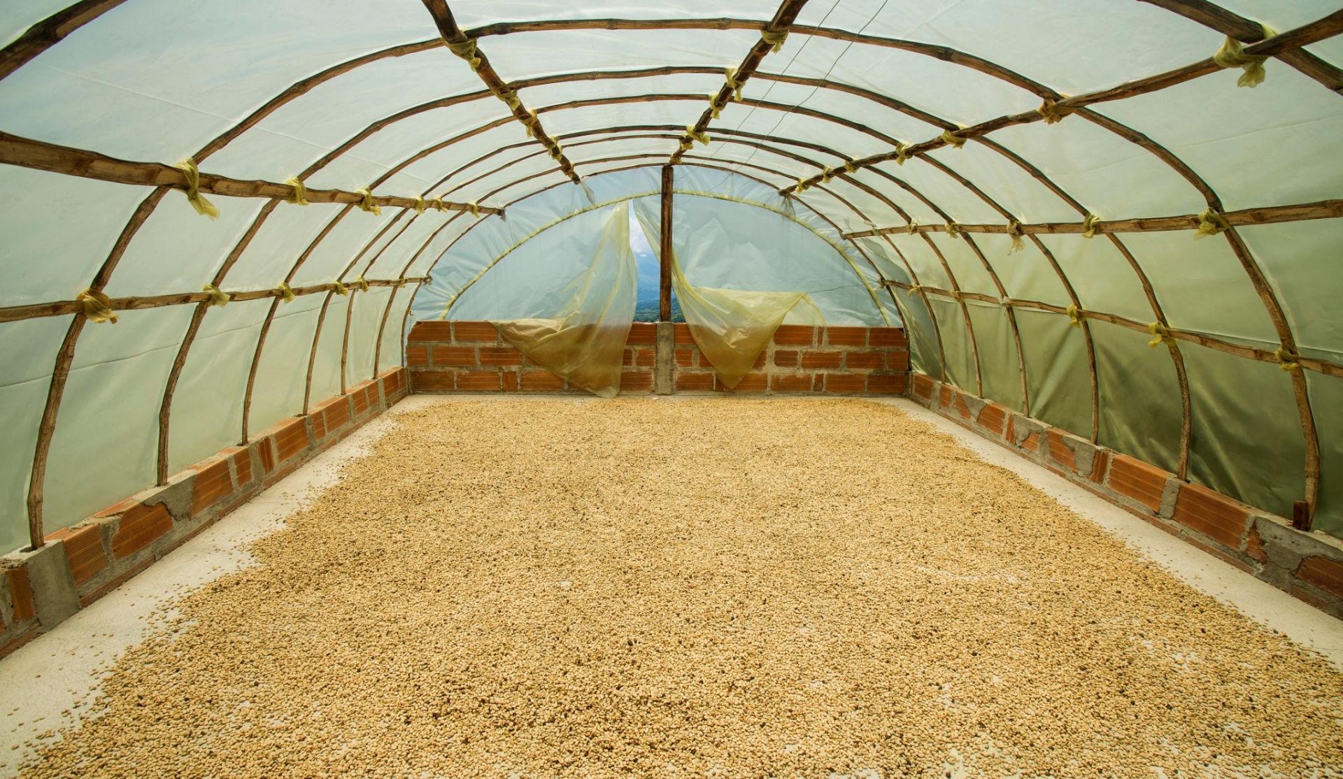 Green coffee beans drying in a covered solar dryer
